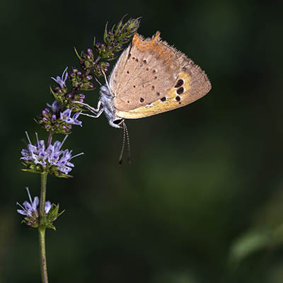 Argynnis pandora-Mohamadjavadi